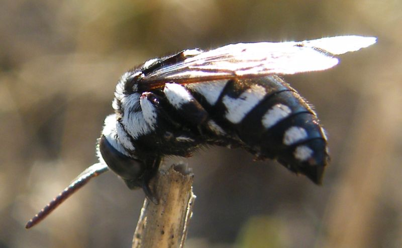 Thyreus sp., Apidae Anthophorinae